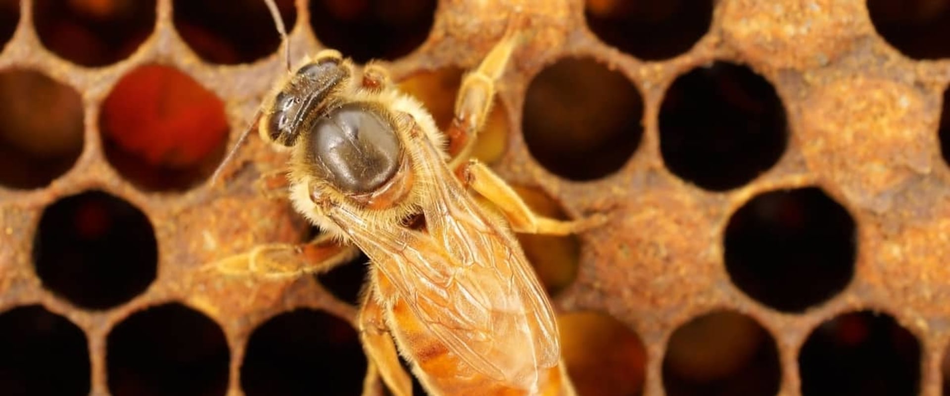 How Much Does a Queen Bee Cost? - A Comprehensive Guide