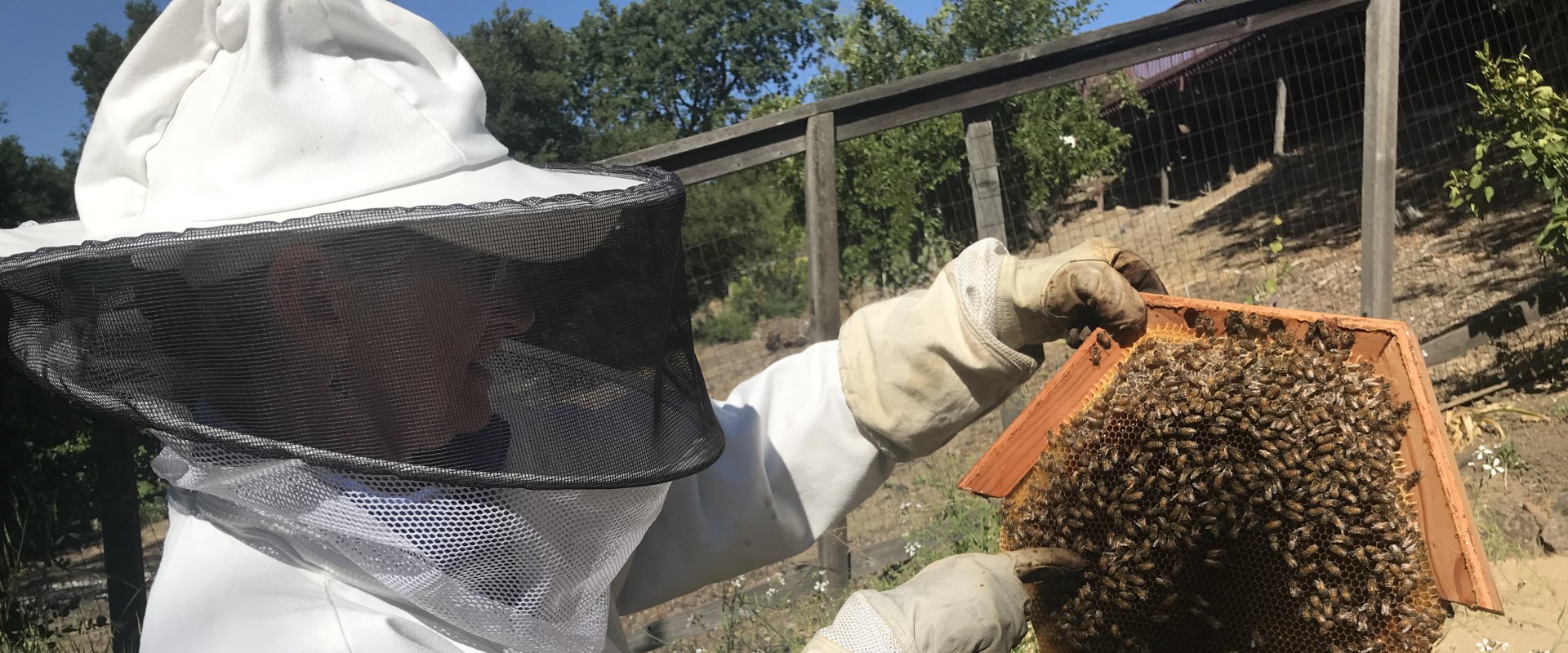 Where to Find Beekeepers Offering Wax Rendering Services in Sacramento, CA