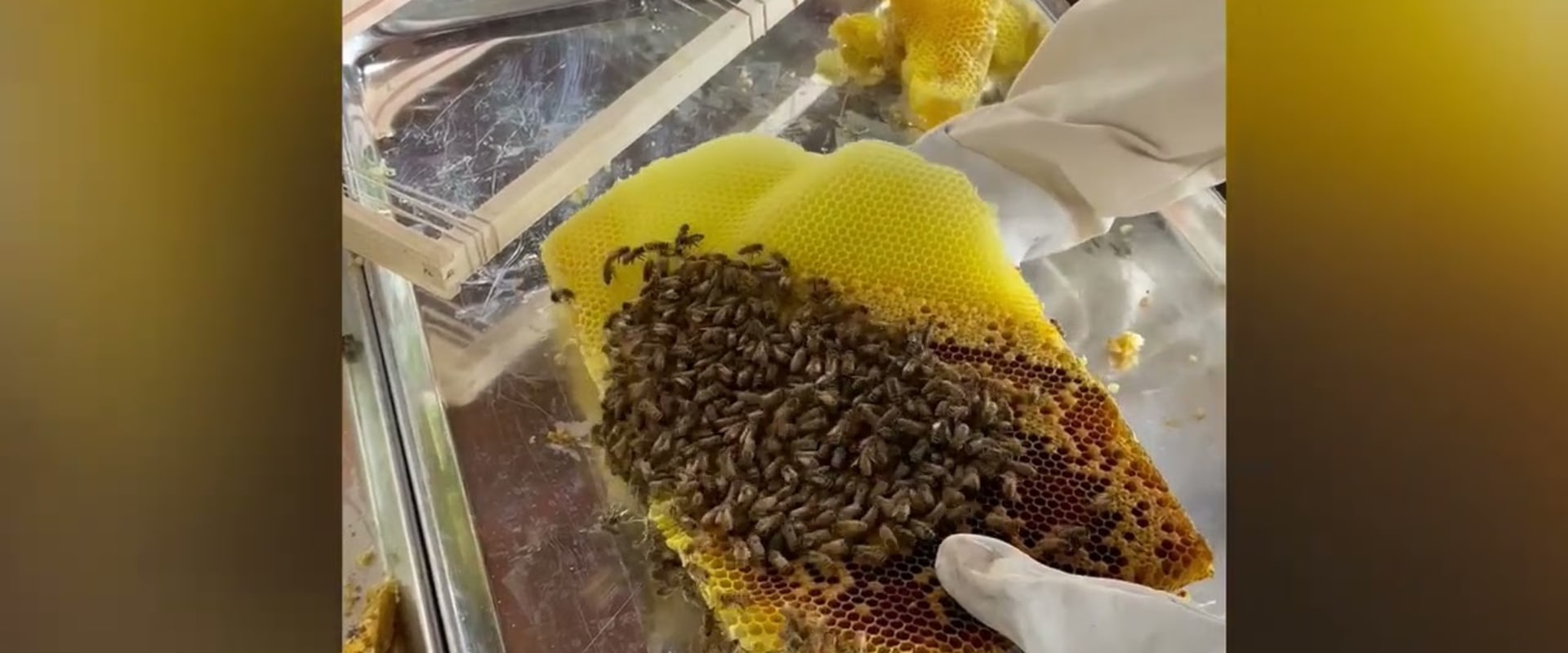 Bee Removal Services in Sacramento, CA - Get Professional Help Now!