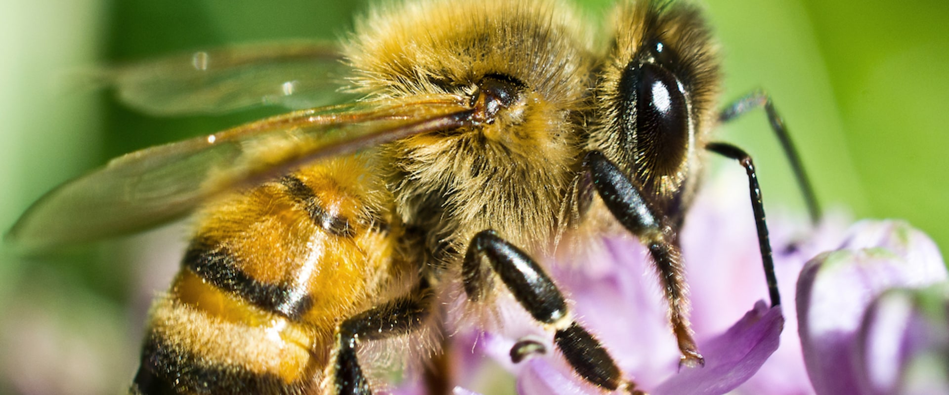Common Diseases and Pests Affecting Bees in Sacramento, CA