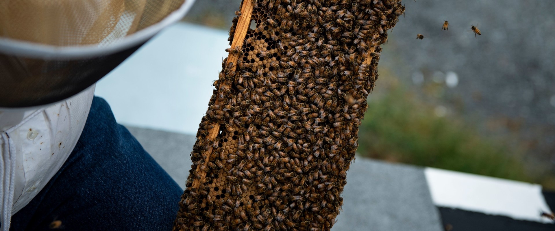 Beekeeping Services in Sacramento: Get the Best from The Bee Box