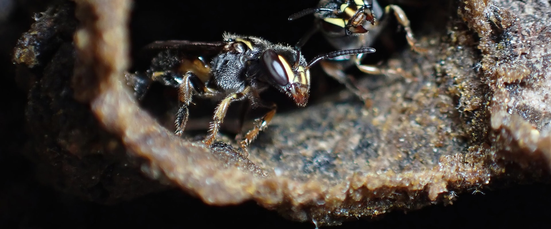 What Food Sources are Available for Bees in Sacramento, CA?